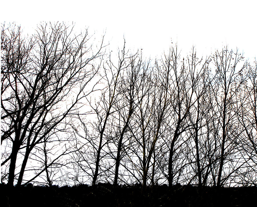 winter-tree-line-in-black-and-white-ann-powell